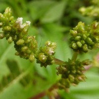 Pilea melastomoides (Poir.) Wedd.